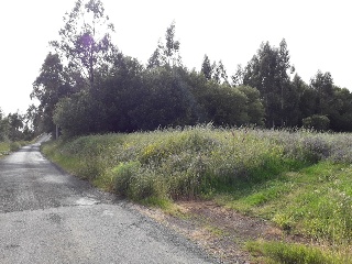 CAMPIÑA Polígono 507 Parcela 971 14