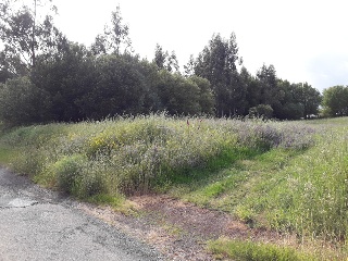 CAMPIÑA Polígono 507 Parcela 971 17
