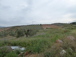 PAGO DE LA PIEDRA DE LOS CUARTILLOS 5