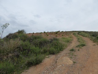 PAGO DE LA PIEDRA DE LOS CUARTILLOS 11