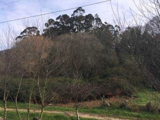 REIBON -MEIRA 15