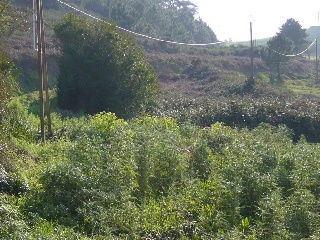 PORTIÑO 4