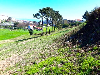 PORTIÑO 15