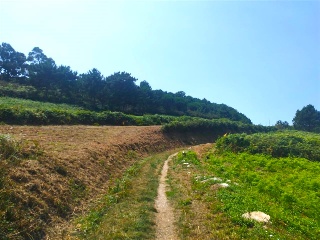 PORTIÑO 16