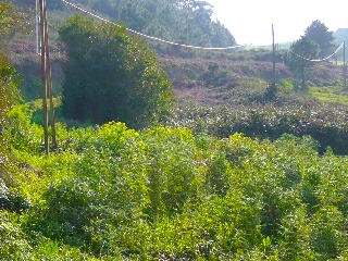 PORTIÑO 18