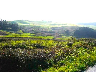 PORTIÑO 19
