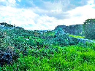 PORTIÑO 24