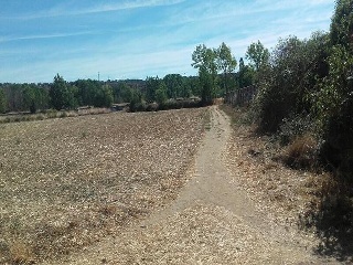 PARAJE TRAS EL PRADO NUEVO, POLIGONO 5, PARCELA 3
