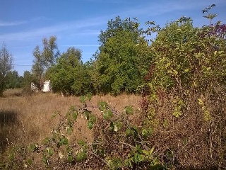 PARAJE TRAS EL PRADO NUEVO, POLIGONO 5, PARCELA 4