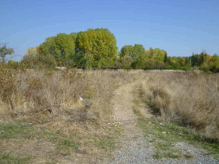 PARAJE TRAS EL PRADO NUEVO, POLIGONO 5, PARCELA 5