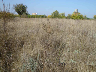 PARAJE TRAS EL PRADO NUEVO, POLIGONO 5, PARCELA 7