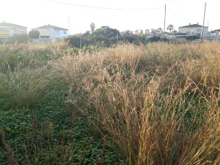 POLÍGONO 24, BOVALAR, PARCELA 6