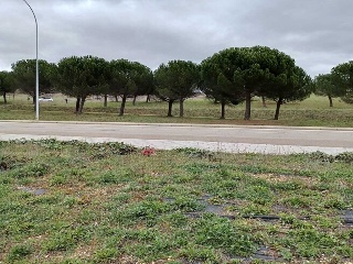 CARBAJAL 5