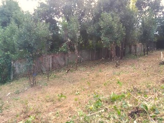SAN ROQUE 6