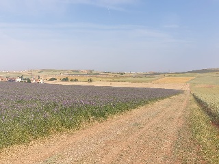 19. TESO DE LA CABAÑA. POLIGONO 502. PARCELA 2