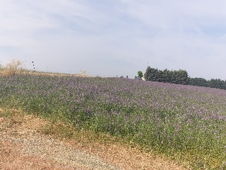19. TESO DE LA CABAÑA. POLIGONO 502. PARCELA 4