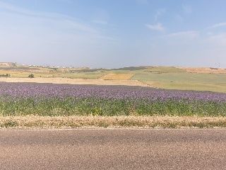 19. TESO DE LA CABAÑA. POLIGONO 502. PARCELA 5