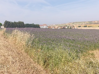 19. TESO DE LA CABAÑA. POLIGONO 502. PARCELA 6