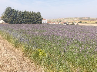 19. TESO DE LA CABAÑA. POLIGONO 502. PARCELA 7