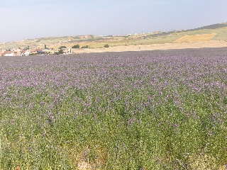 19. TESO DE LA CABAÑA. POLIGONO 502. PARCELA 8