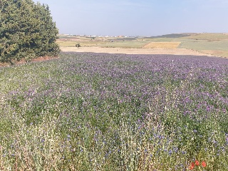 19. TESO DE LA CABAÑA. POLIGONO 502. PARCELA 9