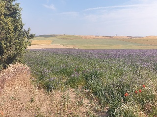 19. TESO DE LA CABAÑA. POLIGONO 502. PARCELA 10