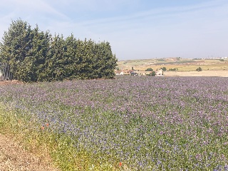 19. TESO DE LA CABAÑA. POLIGONO 502. PARCELA 11