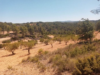 Vallejo De La Tia Casta 2