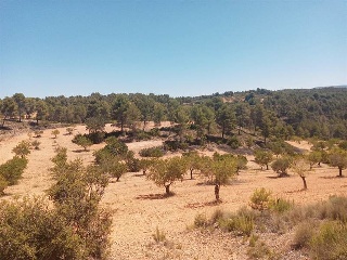 Vallejo De La Tia Casta 3