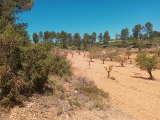 Vallejo De La Tia Casta 4