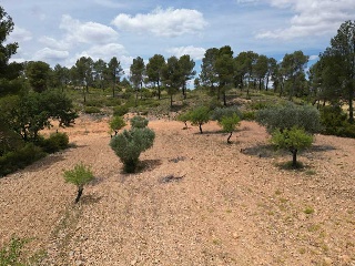Vallejo De La Tia Casta 5