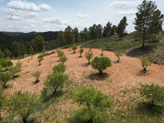 Vallejo De La Tia Casta 9