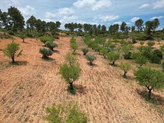 Vallejo De La Tia Casta 10