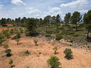 Vallejo De La Tia Casta 12