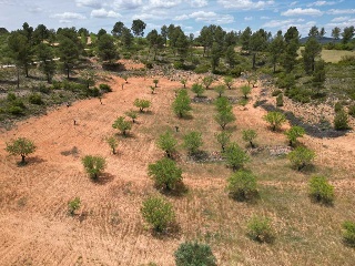 Vallejo De La Tia Casta 16