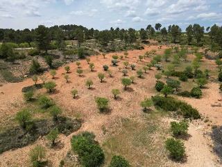 Vallejo De La Tia Casta 17