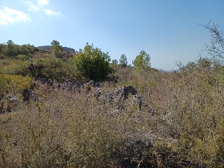 COSTERA NEGRA;PARCELA 173 11