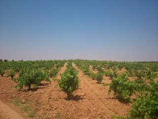Suelo rústico en Paraje Los Guijos 6