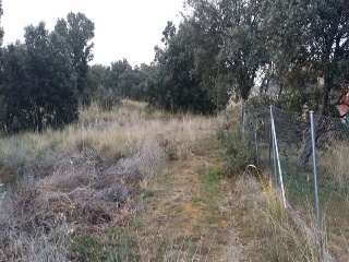Baeza 4