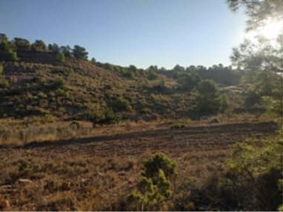 Suelo rústico en Paraje Algayat - La Romana - Alicante 6