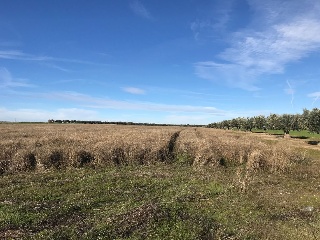 Otros en venta en Cedillo Del Condado de 14598  m²