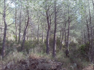 Suelo rústico en C/ Font de La Parra, Pol 11 - Peñíscola - Castellón 6