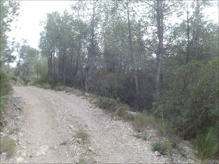 Suelo rústico en C/ Font de La Parra, Pol 11 - Peñíscola - Castellón 7