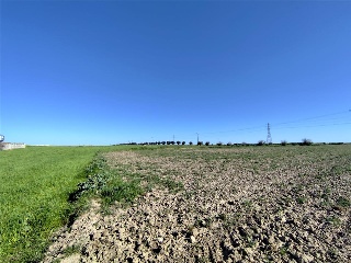OLIVAR DEL CUADRO 8