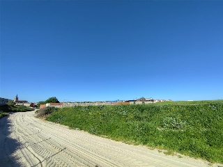OLIVAR DEL CUADRO 9