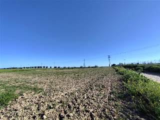 OLIVAR DEL CUADRO 10