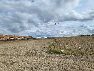 OLIVAR DEL CUADRO 11