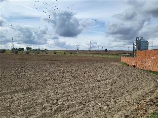OLIVAR DEL CUADRO 12