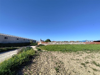 OLIVAR DEL CUADRO 13