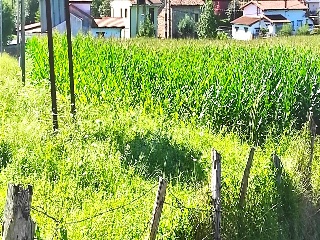 GOLBARDO 18